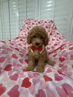 Simba , a male Poodle - Miniature  for sale in Merritt Island, FL – 9 of 10