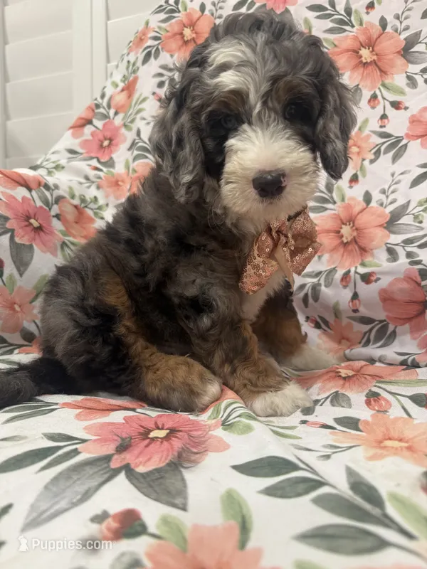 Slater  – Bernedoodle puppy for sale in Merritt Island, FL
