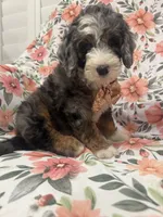 Slater , a male Bernedoodle for sale in Merritt Island, FL – 1 of 10