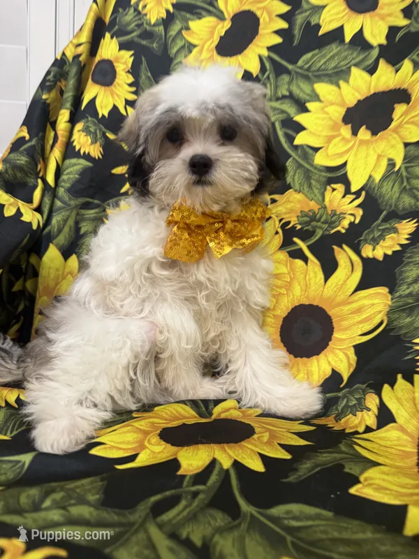 Maverick  – Mal Shi puppy for sale in Merritt Island, FL