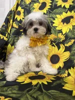 Maverick , a male Mal Shi for sale in Merritt Island, FL – 3 of 10