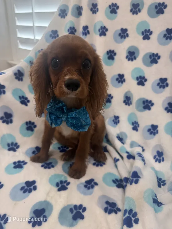 Rhett – Cavalier King Charles Spaniel puppy for sale in Merritt Island, FL