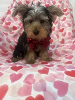 Cooper , a male Yorkshire Terrier for sale in Merritt Island, FL – 2 of 9