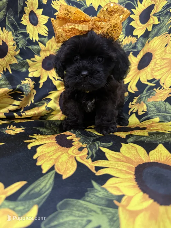 Jade  – Shihpoo puppy for sale in Merritt Island, FL