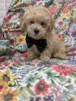 Peaches 🍑 , a male Maltipoo for sale in Merritt Island, FL – 9 of 9