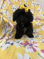 Jasmine , a female Shihpoo for sale in Merritt Island, FL – Photo 5 of 8