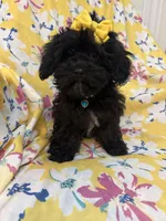 Jasmine , a female Shihpoo for sale in Merritt Island, FL – Photo 8 of 8