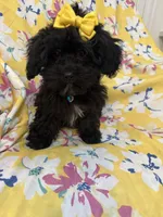 Jasmine , a female Shihpoo for sale in Merritt Island, FL – Photo 4 of 8