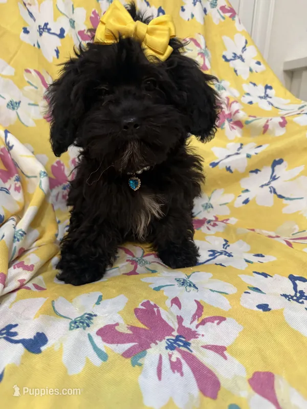 Jasmine , a female Shihpoo for sale in Merritt Island, FL – Photo 1 of 8