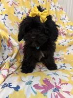 Jasmine , a female Shihpoo for sale in Merritt Island, FL – Photo 6 of 8