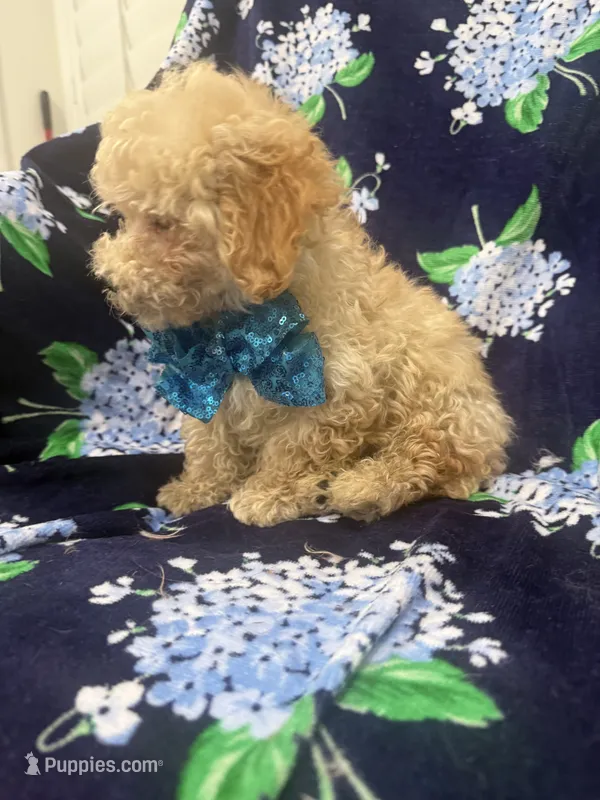 Peaches 🍑  – Maltipoo puppy for sale in Merritt Island, FL