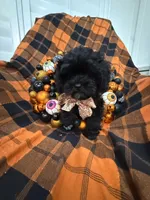 Zander , a male Shihpoo for sale in Merritt Island, FL – 4 of 10