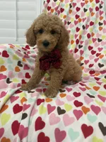 Jordan , a male Poodle - Miniature  for sale in Merritt Island, FL – 5 of 10
