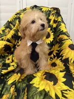 Jax , a male Yorkipoo for sale in Merritt Island, FL – 5 of 7