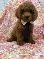 Riley , a male Poodle - Miniature  for sale in Merritt Island, FL – 9 of 10