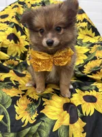 Koda , a male Pomeranian for sale in Merritt Island, FL – 4 of 10
