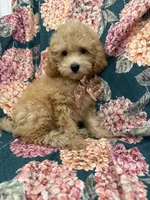Oakley , a male Poodle - Miniature  for sale in Merritt Island, FL – 4 of 8