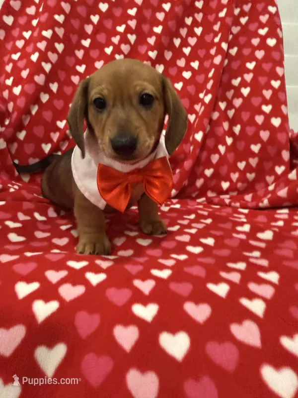 Scrappy  – Miniature Dachshund puppy for sale in Merritt Island, FL