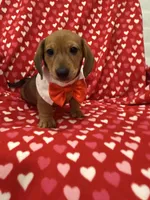 Scrappy , a male Miniature Dachshund for sale in Merritt Island, FL – 1 of 7