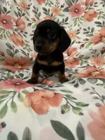 Sprout , a male Miniature Dachshund for sale in Merritt Island, FL – 4 of 6