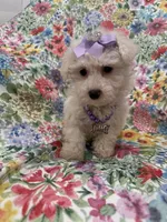 Blossom, a female Bichon Frise for sale in Merritt Island, FL – Photo 8 of 10
