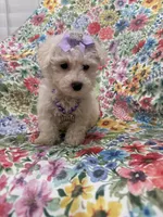 Blossom, a female Bichon Frise for sale in Merritt Island, FL – Photo 7 of 10