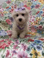 Blossom, a female Bichon Frise for sale in Merritt Island, FL – Photo 10 of 10