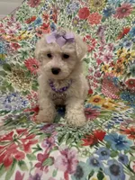 Blossom, a female Bichon Frise for sale in Merritt Island, FL – Photo 2 of 10