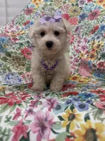 Blossom, a female Bichon Frise for sale in Merritt Island, FL – Photo 9 of 10