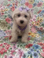 Blossom, a female Bichon Frise for sale in Merritt Island, FL – Photo 4 of 10