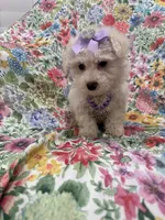 Blossom, a female Bichon Frise for sale in Merritt Island, FL – Photo 3 of 10