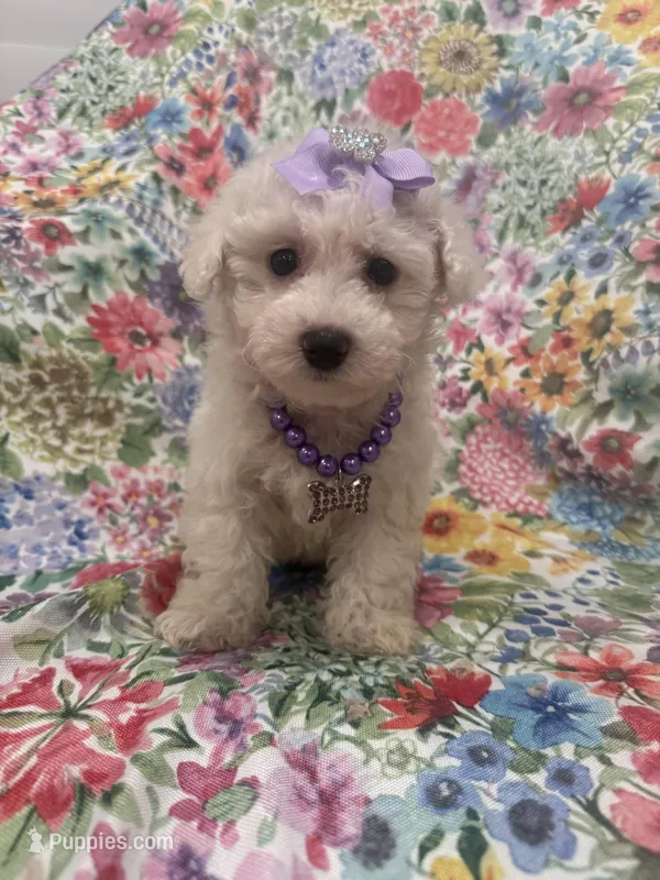 Blossom – Bichon Frise puppy for sale in Merritt Island, FL