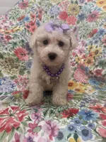 Blossom, a female Bichon Frise for sale in Merritt Island, FL – Photo 1 of 10