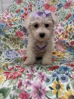 Blossom, a female Bichon Frise for sale in Merritt Island, FL – Photo 5 of 10