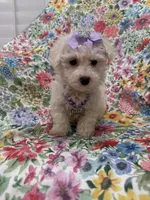 Blossom, a female Bichon Frise for sale in Merritt Island, FL – Photo 6 of 10