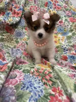 Paisley , a female Pomeranian for sale in Merritt Island, FL – 2 of 10