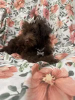 Madison , a female Yorkipoo for sale in Merritt Island, FL – 5 of 10
