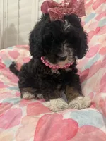 Bella , a female Bernedoodle for sale in Merritt Island, FL – 6 of 10