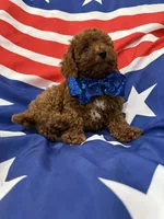 Alex , a male Poodle - Miniature  for sale in Merritt Island, FL – 5 of 6