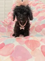 Pepper , a female Poodle - Miniature  and Cavachon for sale in Merritt Island, FL – 9 of 10