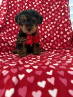 Hunter , a male Yorkshire Terrier for sale in Merritt Island, FL – 2 of 7