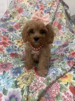 Scarlett, a female Poodle - Miniature  and Cavachon for sale in Merritt Island, FL – 6 of 10