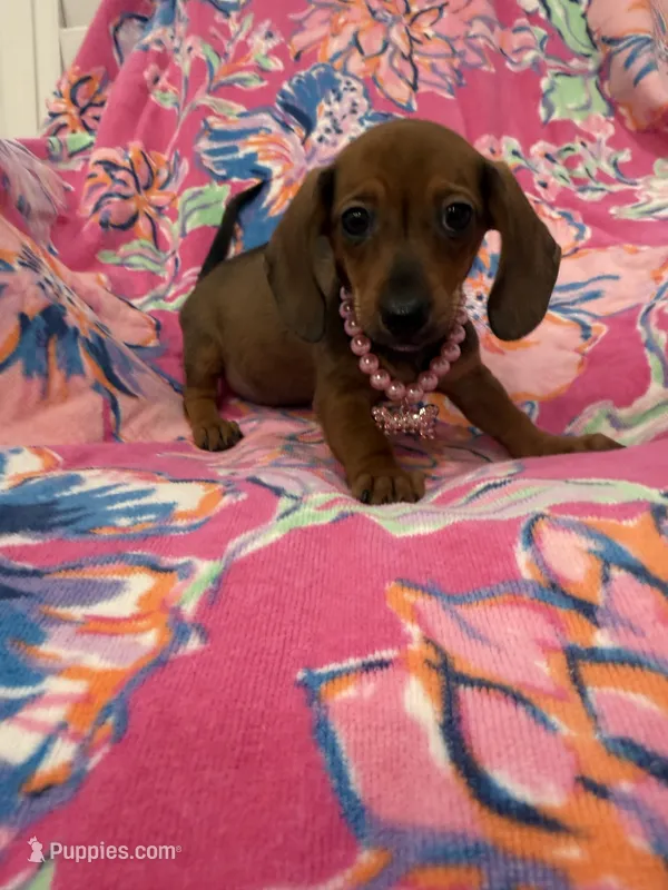 Winnie  – Miniature Dachshund puppy for sale in Merritt Island, FL