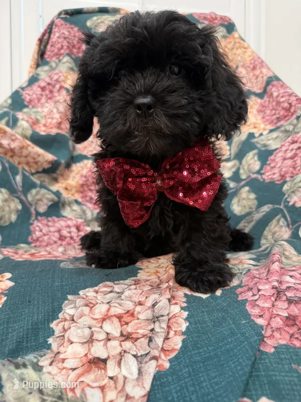 Zander  – Shihpoo puppy for sale in Merritt Island, FL