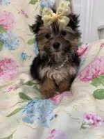 Sydney , a female Morkie for sale in Merritt Island, FL – Photo 6 of 9