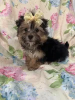 Sydney , a female Morkie for sale in Merritt Island, FL – Photo 1 of 9