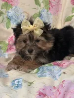 Sydney , a female Morkie for sale in Merritt Island, FL – Photo 4 of 9