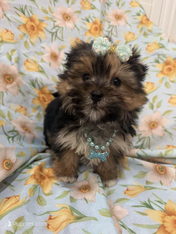 Sydney  – Morkie puppy for sale in Merritt Island, FL