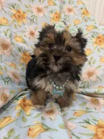 Sydney , a female Morkie for sale in Merritt Island, FL – Photo 1 of 9