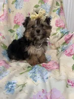Sydney , a female Morkie for sale in Merritt Island, FL – Photo 3 of 9